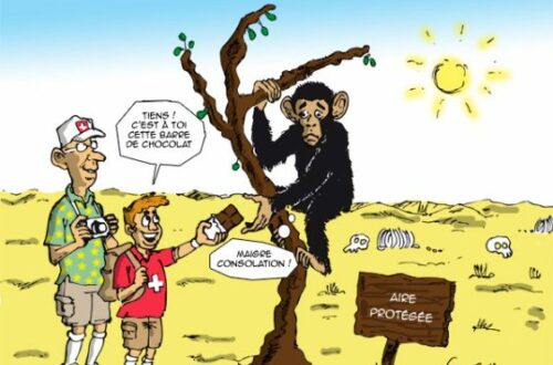 Article : Côte d’Ivoire : les chimpanzés et les éléphants menacés par le cacao